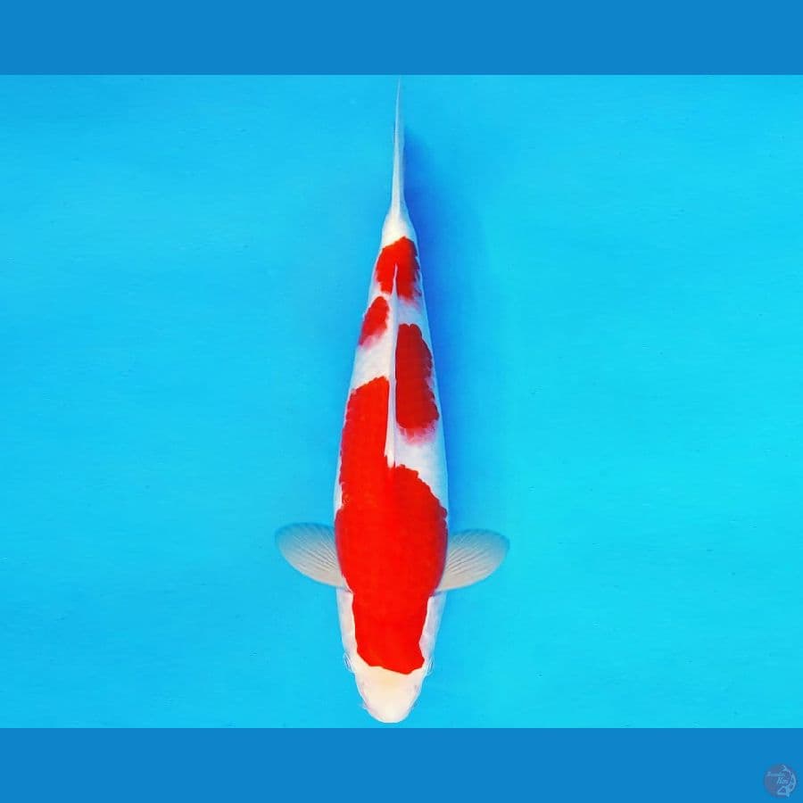 IWOJIMA 9 - KOHAKU 33 cm/male ®