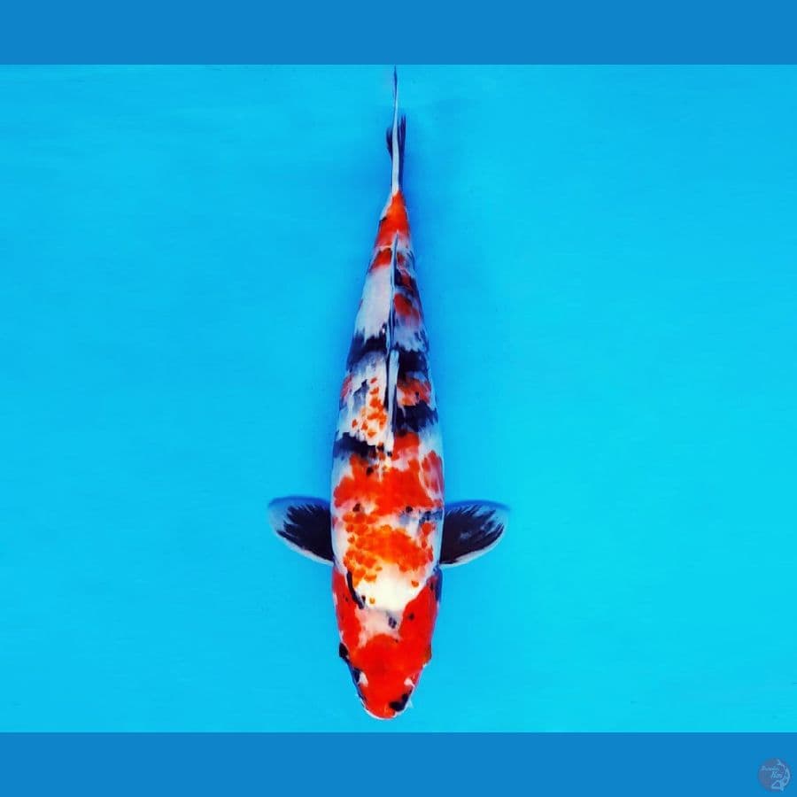 IWOJIMA 12 - KANOKO SHOWA 34 cm/male ®