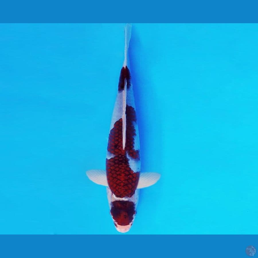 IWOJIMA 16 - MARUTEN GOROMO 20 cm/male ®