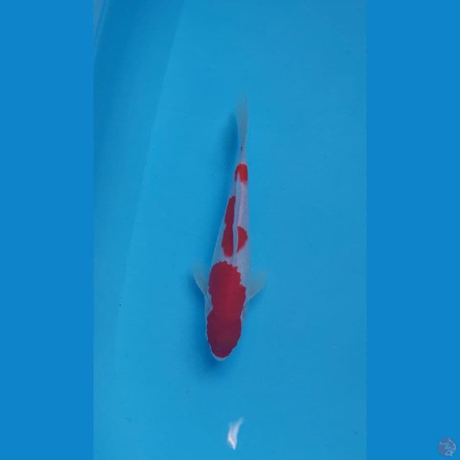kohaku 25 cm