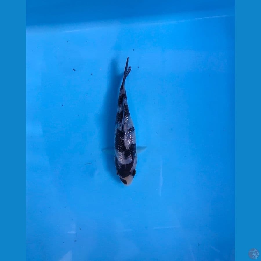 ginrin 12cm