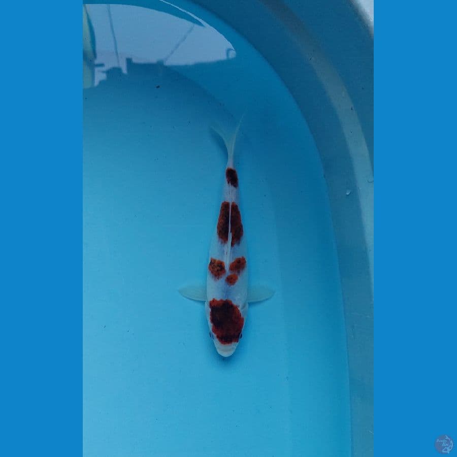 goromo 23cm