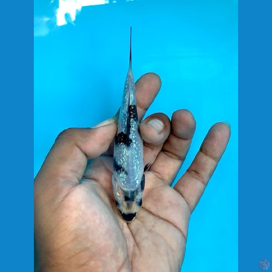 ginrin 13cm