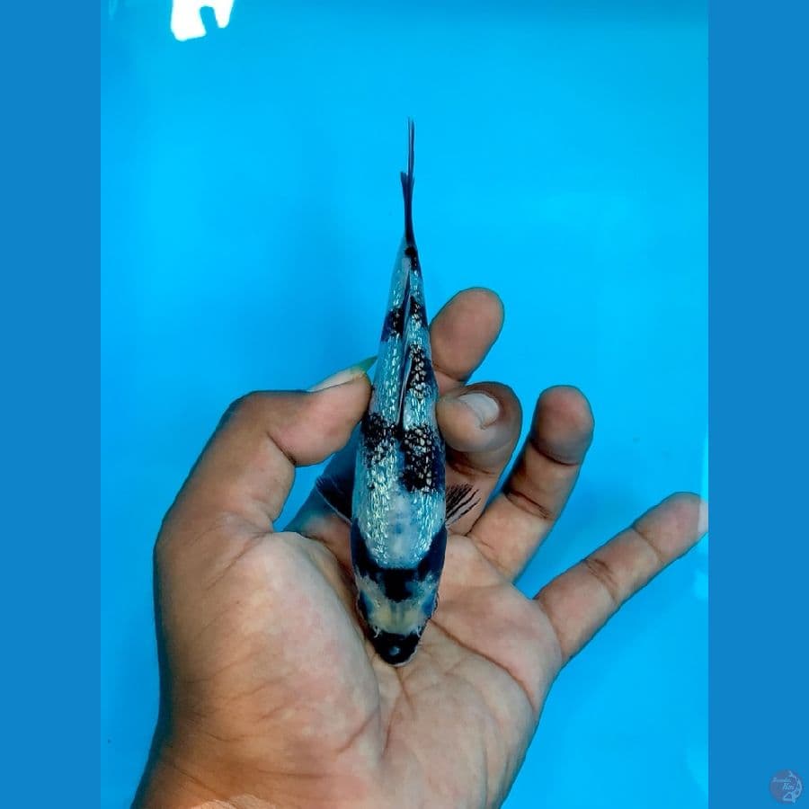 ginrin 14cm