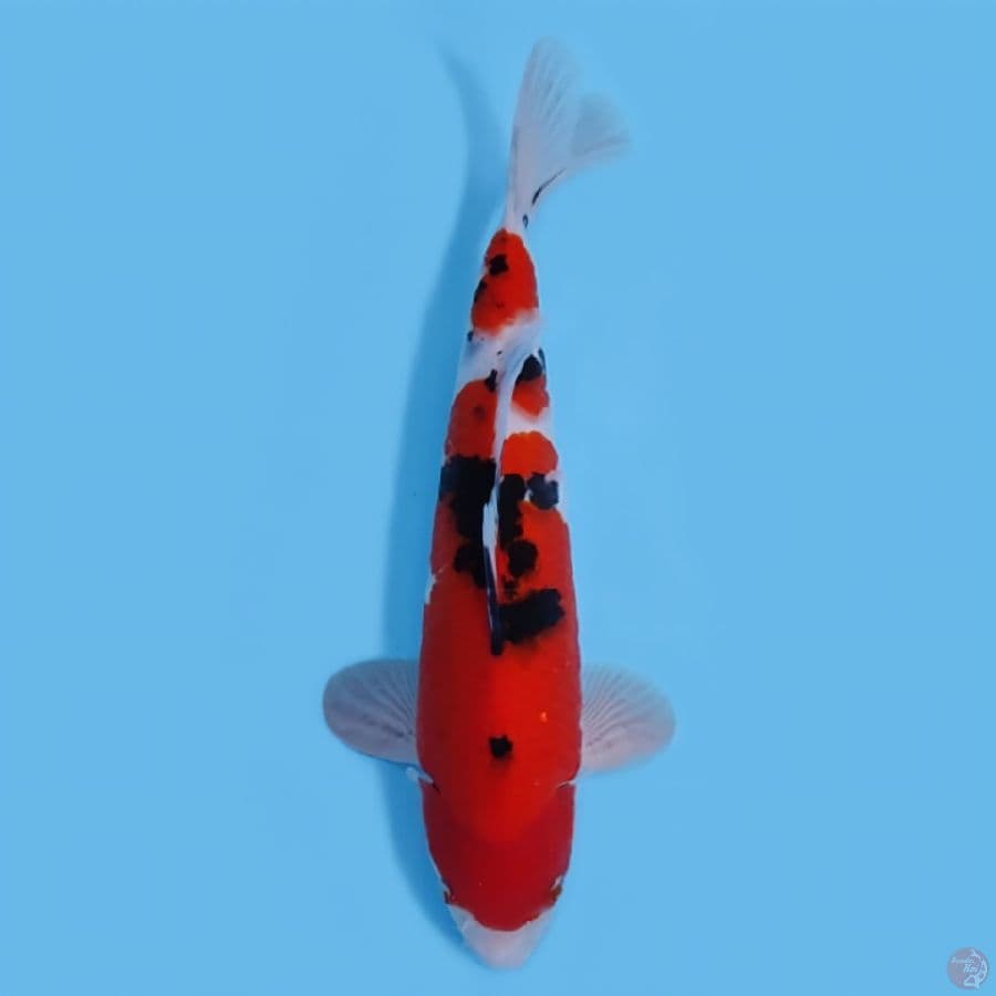 SANKE STRONG 35CM - MALE