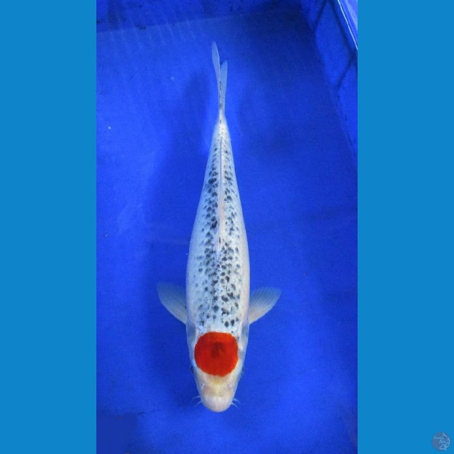 tancho ±40cm
