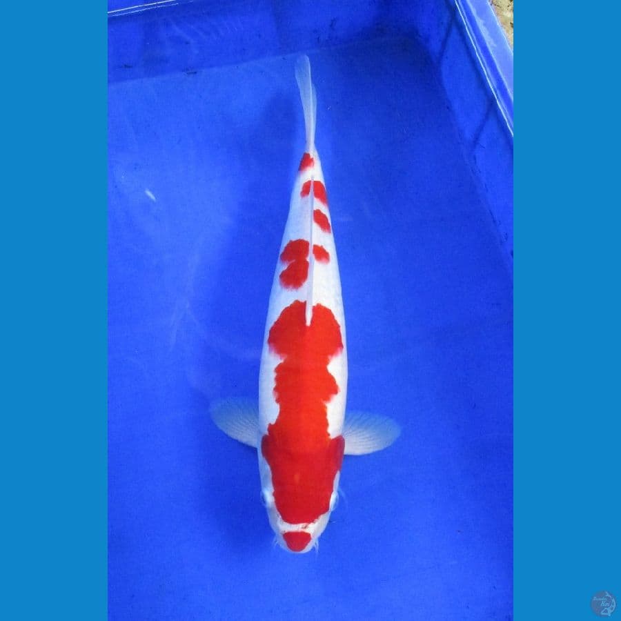 kohaku ±40cm