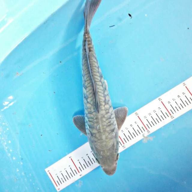 32cm aragoke