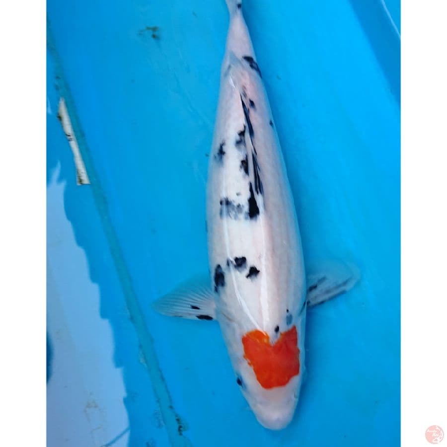 ORIGINAL TANCHO SANKE 33 CM