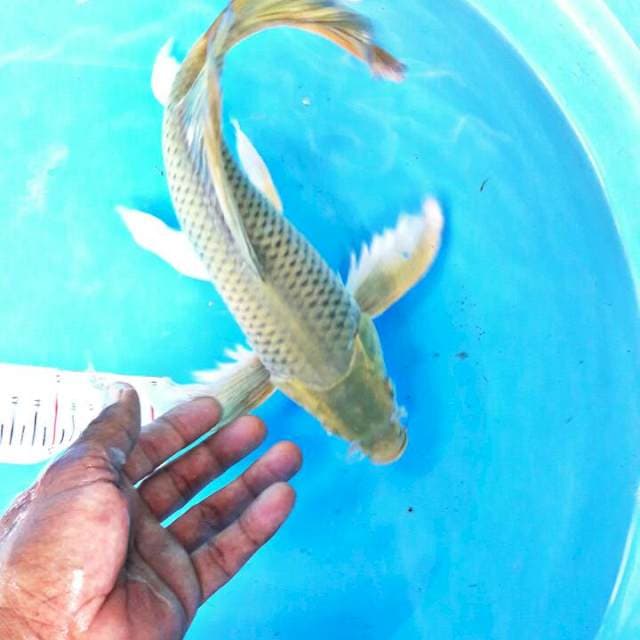 30cm MDR