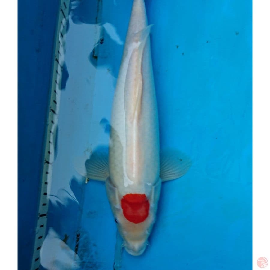 ORIGINAL TNCHO KOHAKU 33 CM