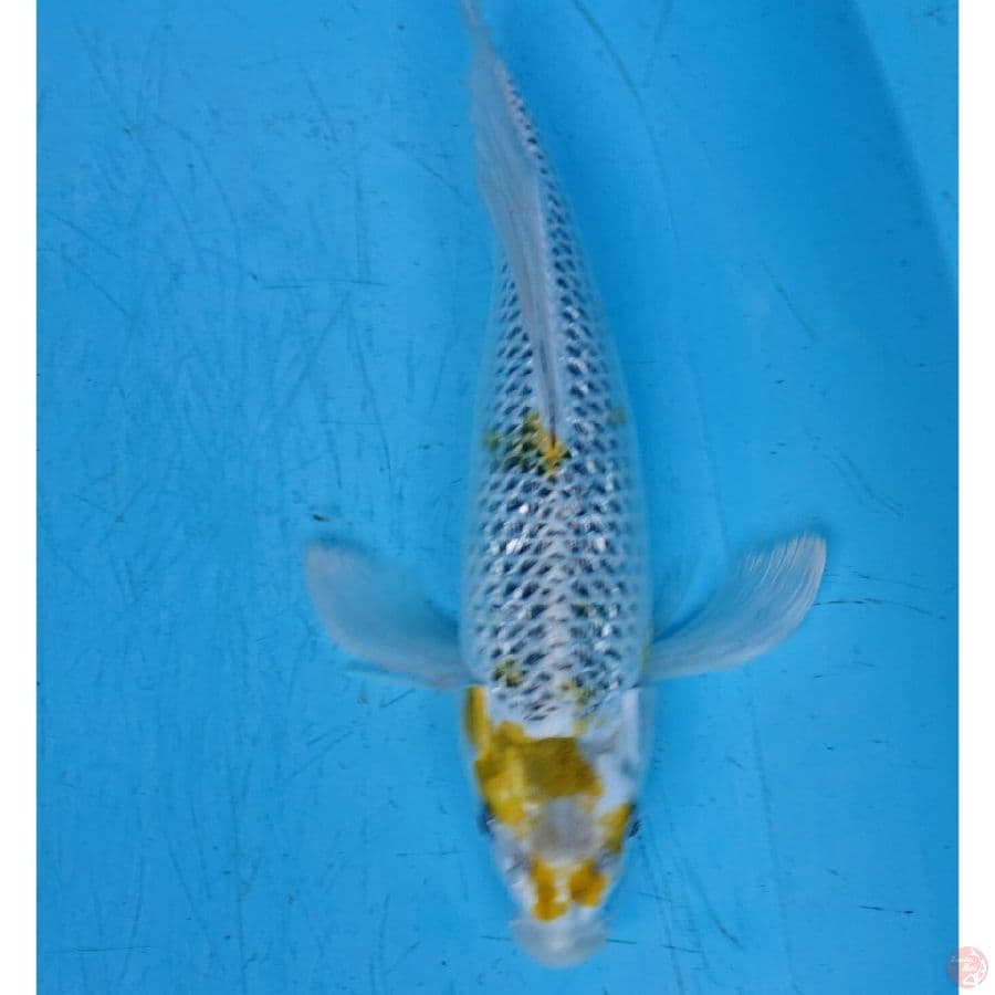 KUMPAY GINRIN 35 CM