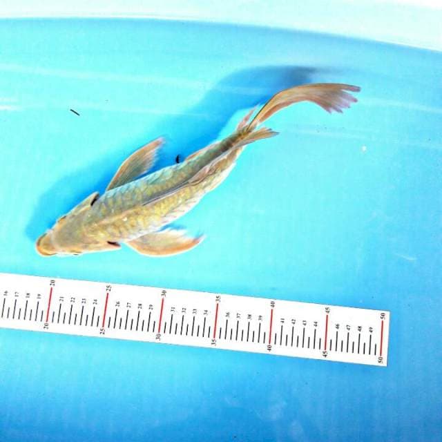 32kumpay naga..