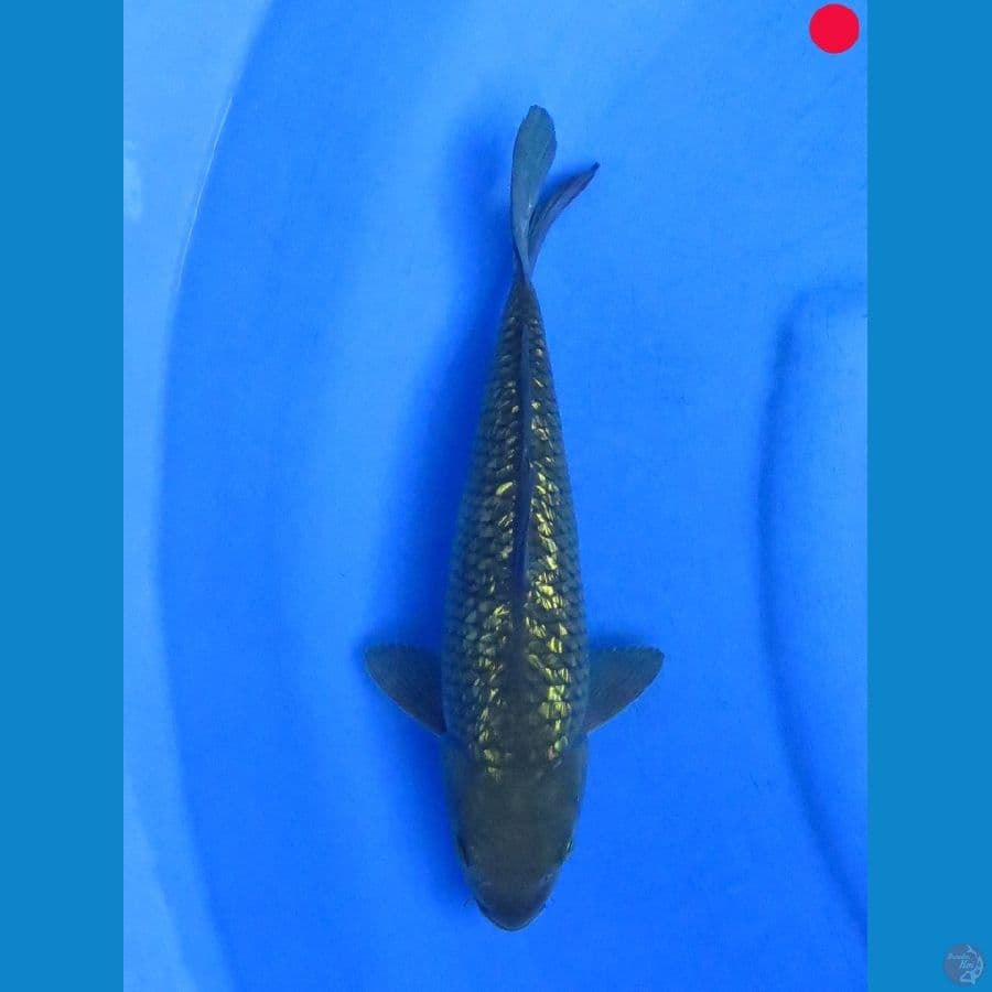 Midori Ginrin - 29cm