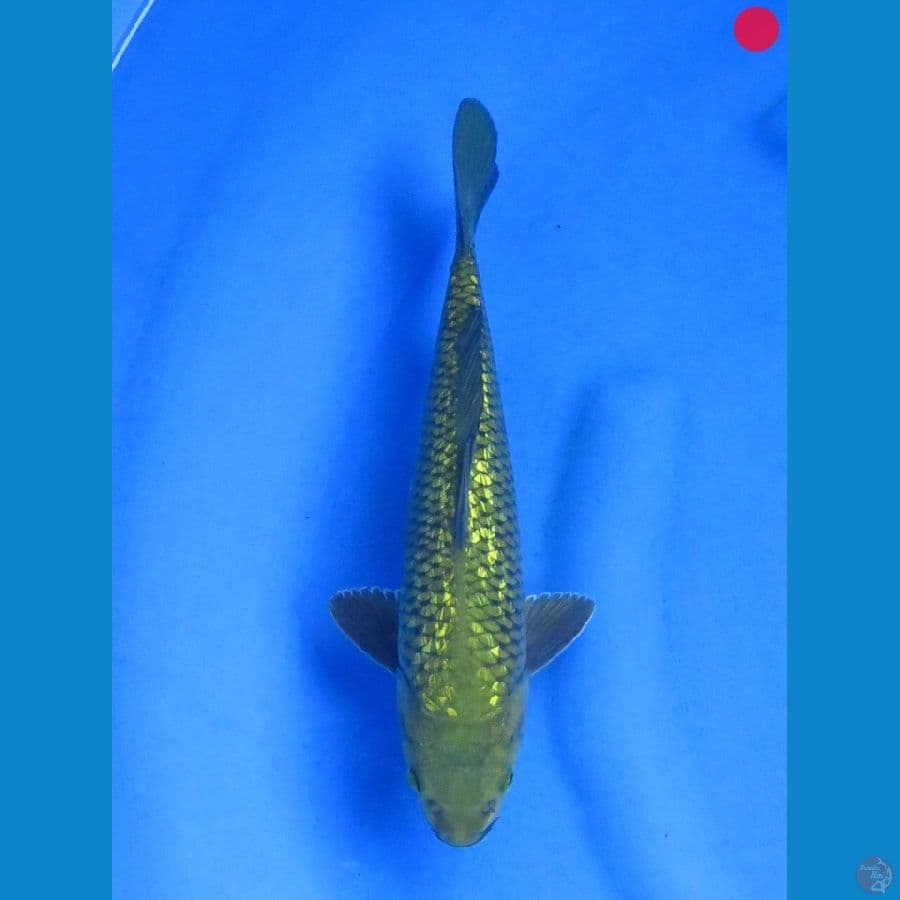 Midori Ginrin - 29cm