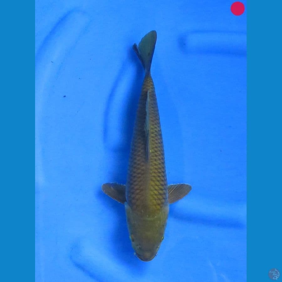 Midori - 36cm