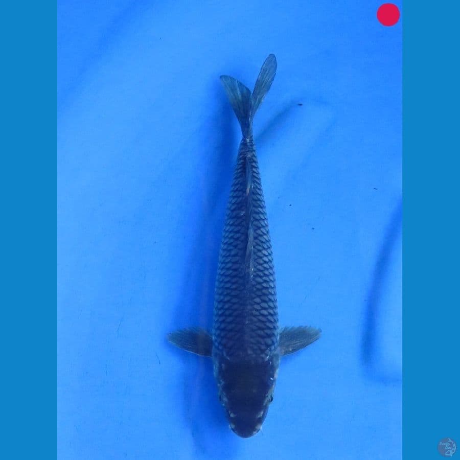 Midori - 36cm