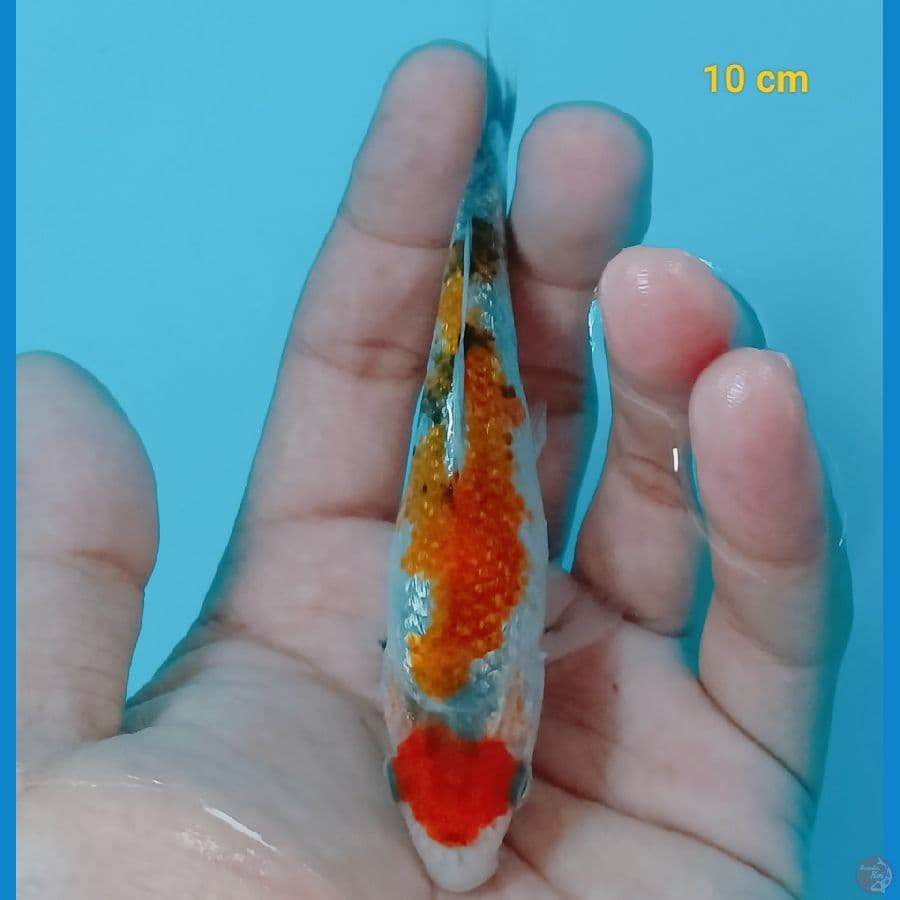 Minion ginrin 10 cm
