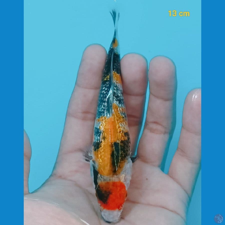 Minion ginrin 13 cm