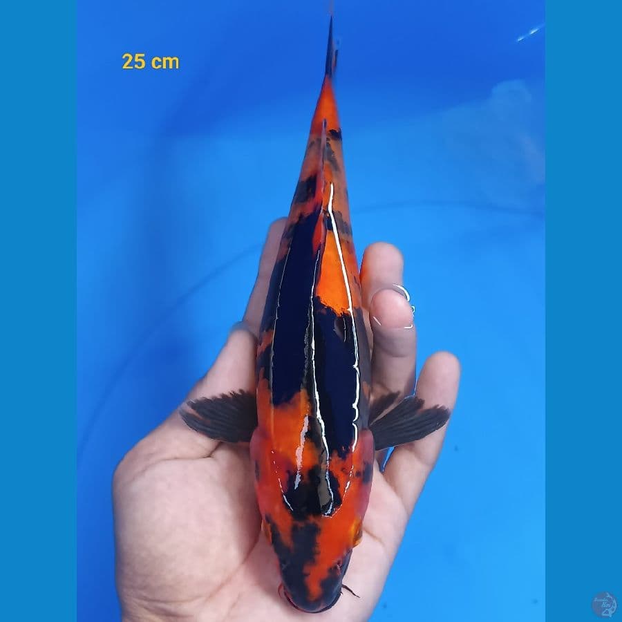 Halus 25 cm