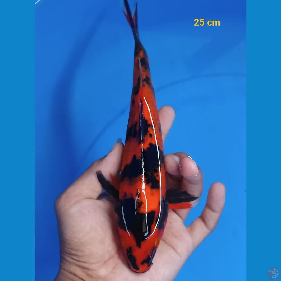 Halus 25 cm