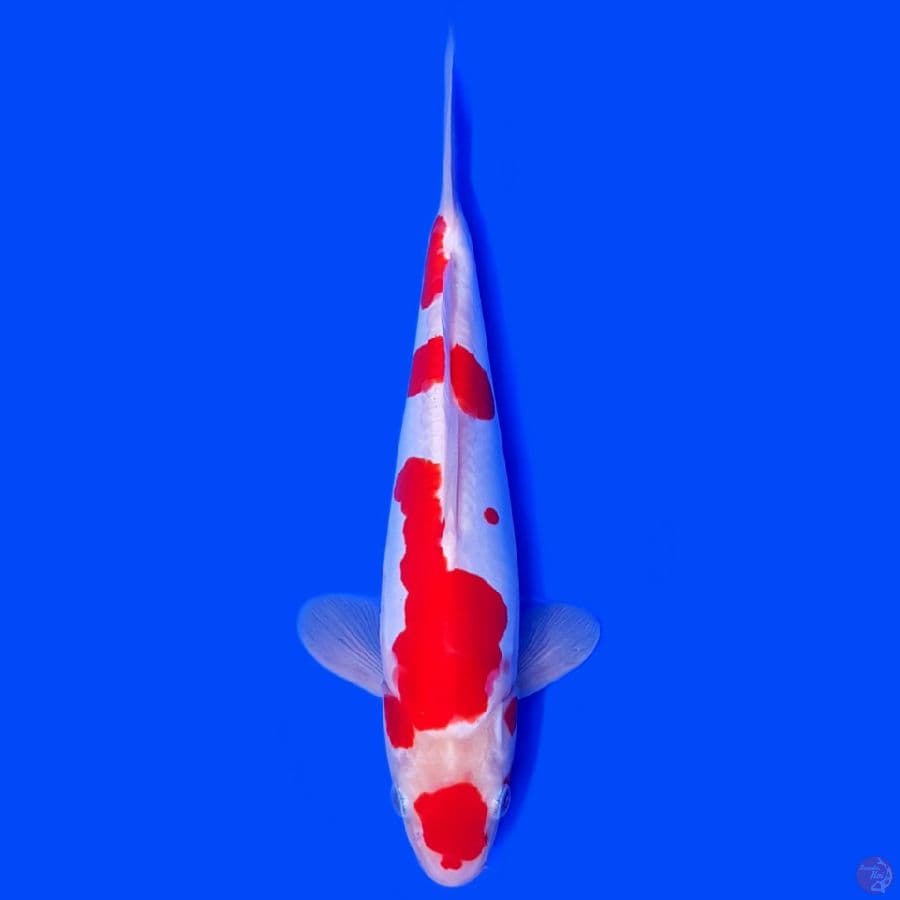 KOHAKU DOITSU 27CM HQ HALUS~male☆