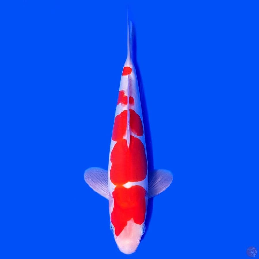 KOHAKU DOITSU HQ 26CM ORIGINALL~male☆