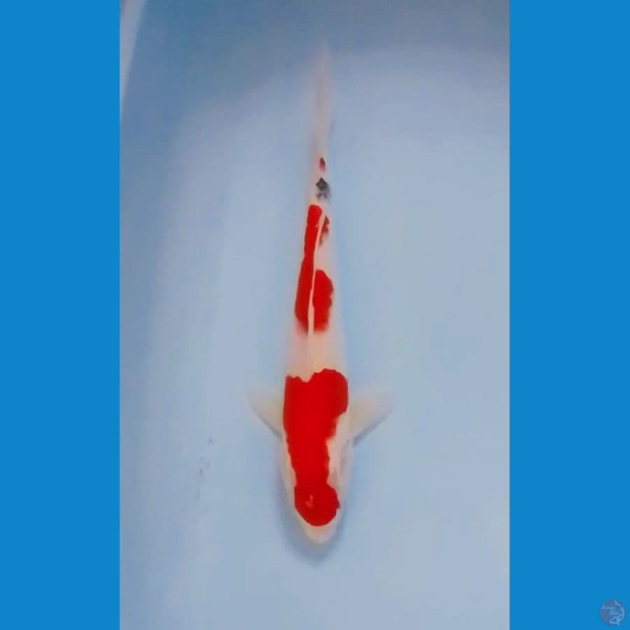 36cm Tategoi Showa