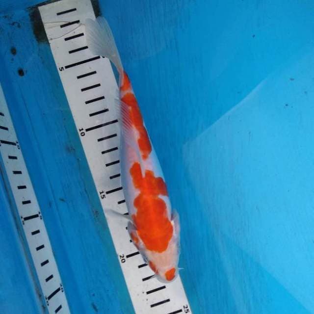 Kohaku kucibeni
