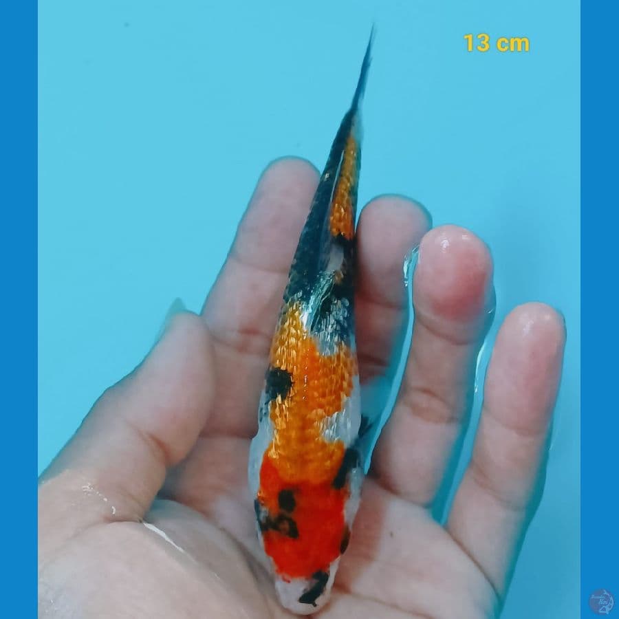 Minion Showa Ginrin | 13cm | uncheck
