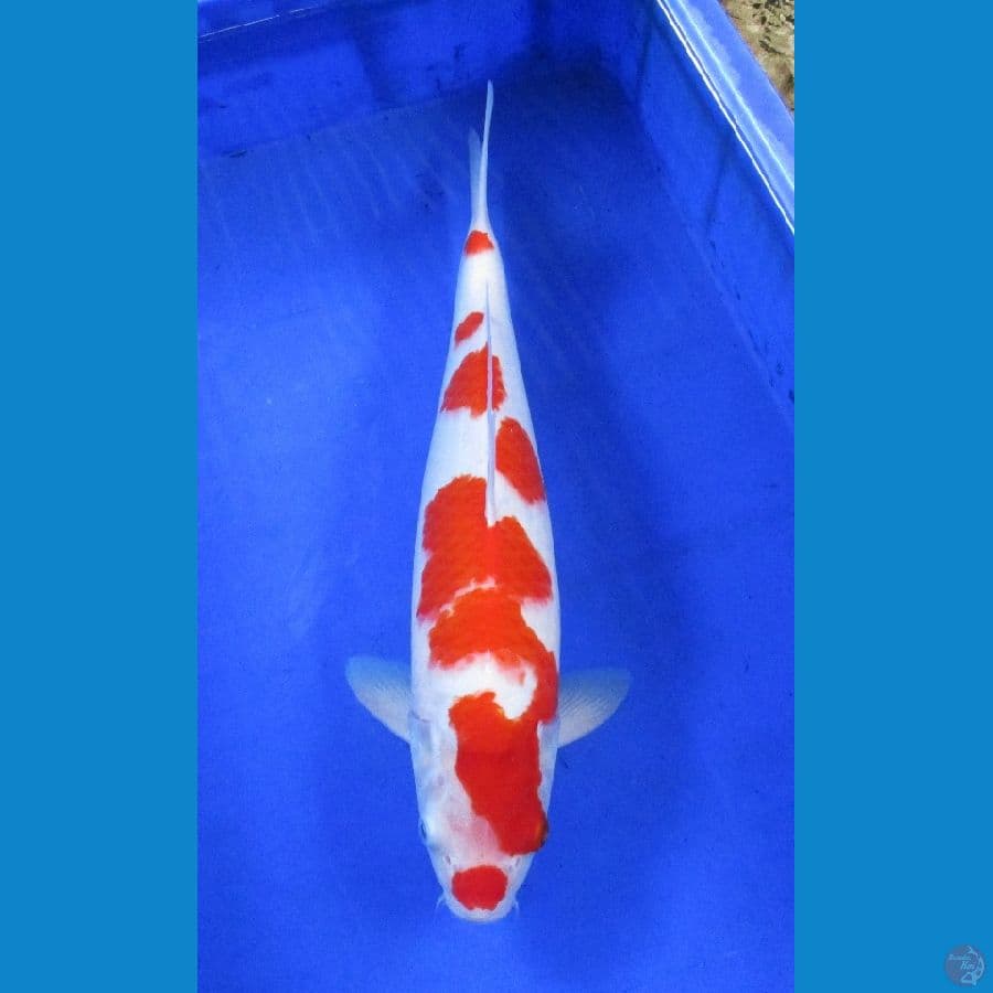 kohaku. ±38cm