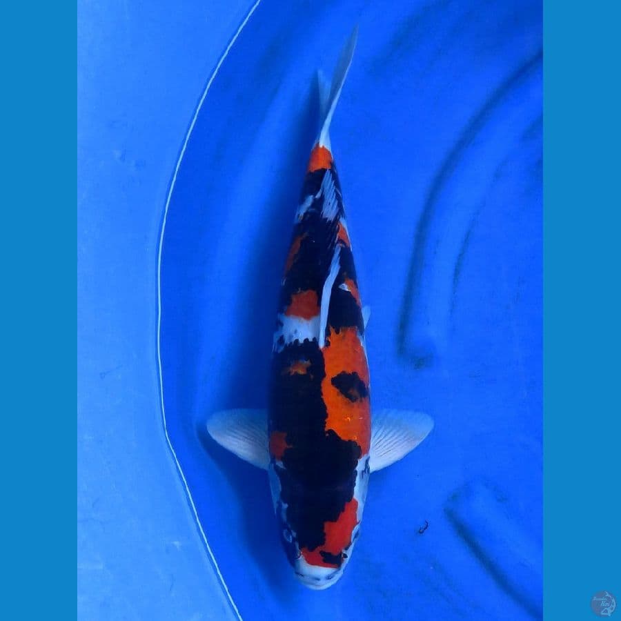 45cm , Showa HQ F1