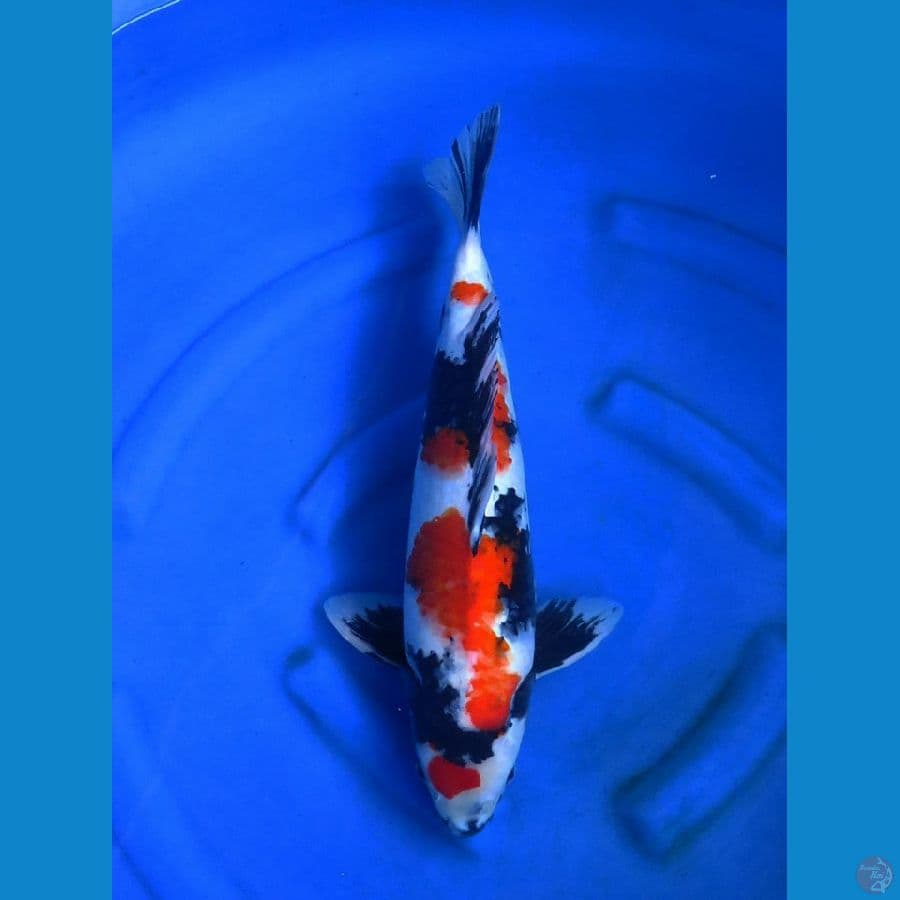 47cm , F1 Jumbo Showa