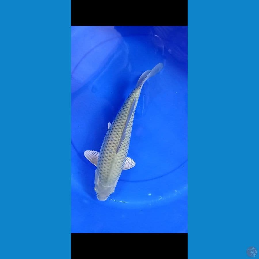 Soragoi super bulky 40BU