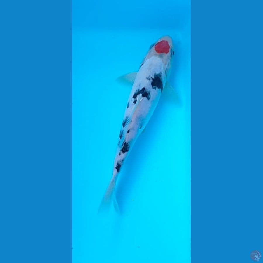 tanco sanke 19 cm