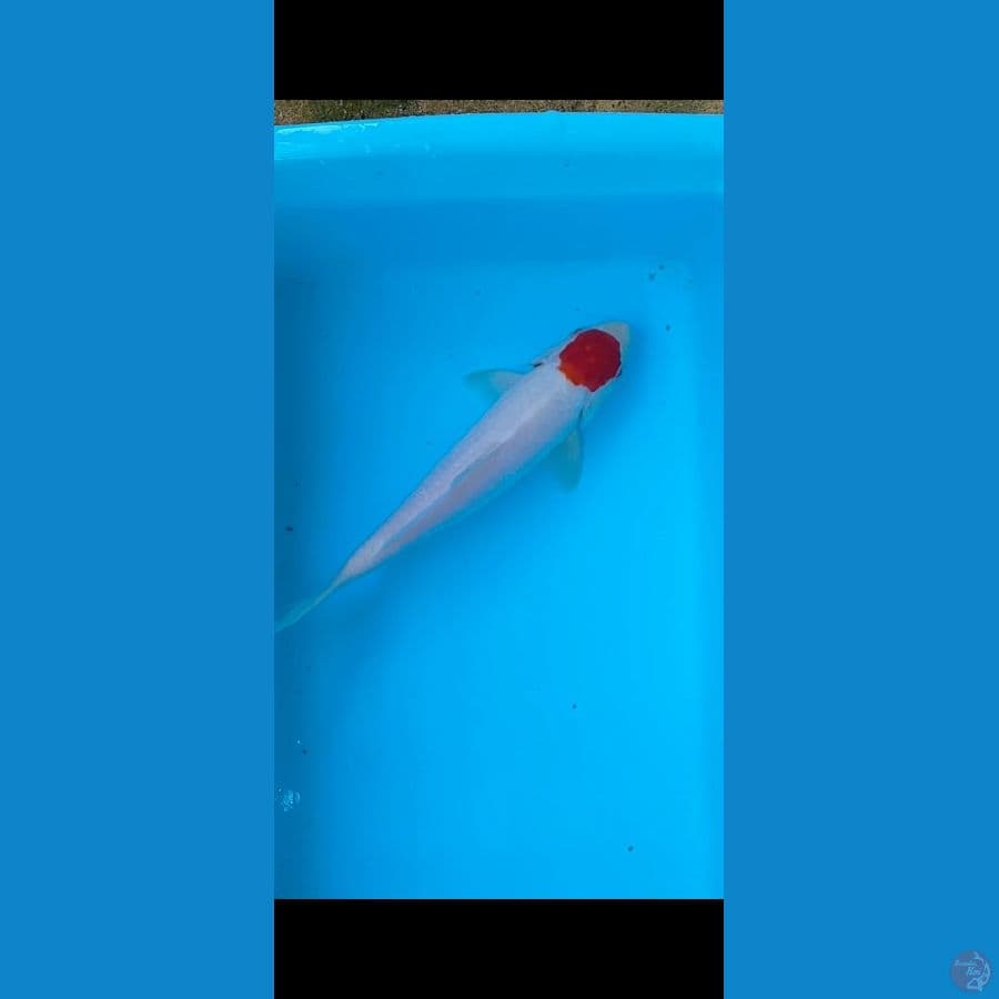 tanco kohaku 23 cm