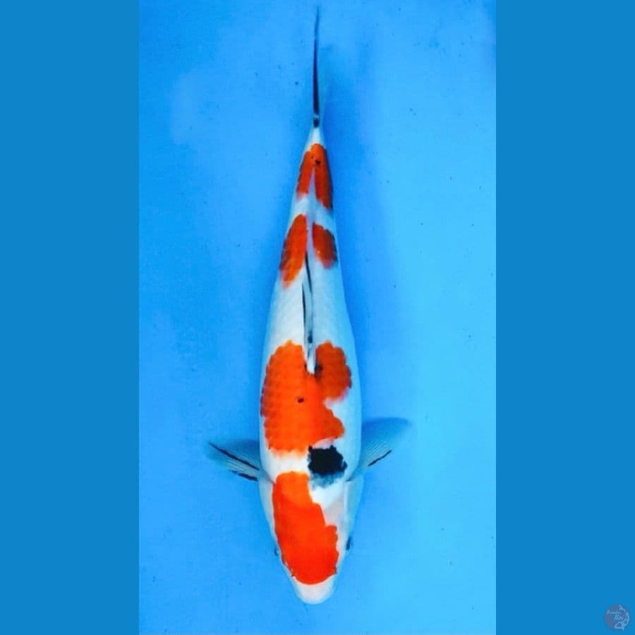 ~SANKE 4 STEP 36CM/FEMALE~
