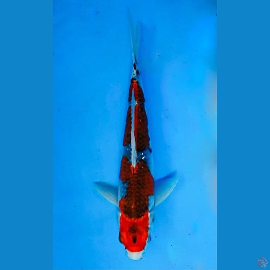 ~BENIGGINGGA 31CM/FEMALE~
