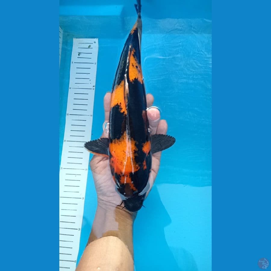 utsuri 32 cm