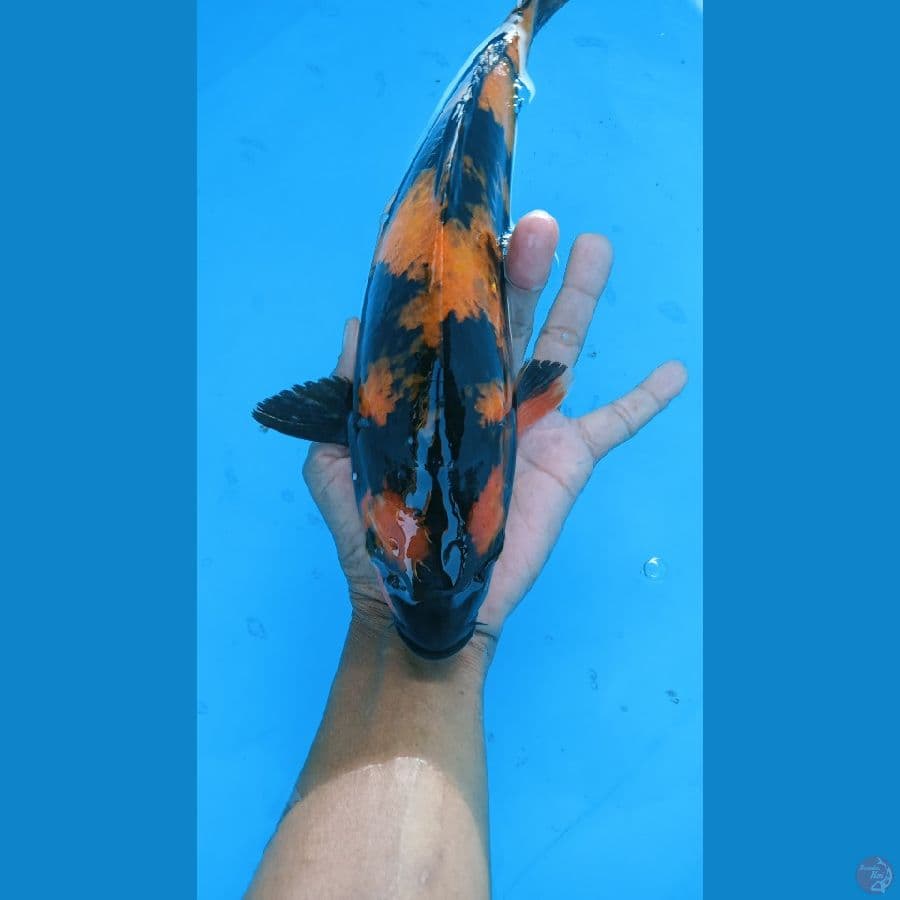 utsuri 32 cm