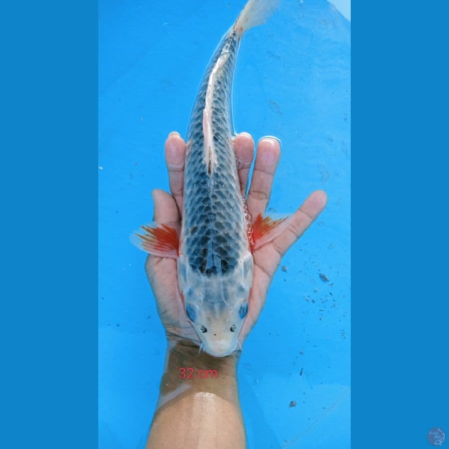asagi 32cm
