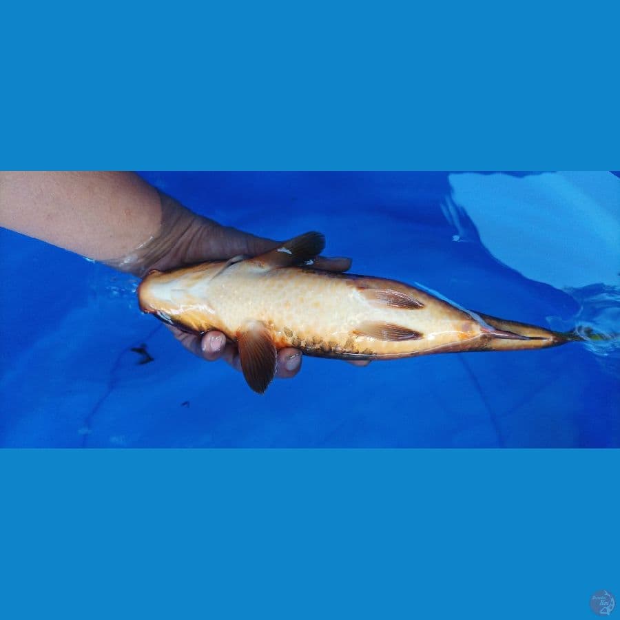 hiutsuri 32 cm/ fm/ tembus perut