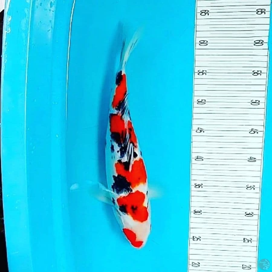 Taisho Sanshoku 40CM FM
