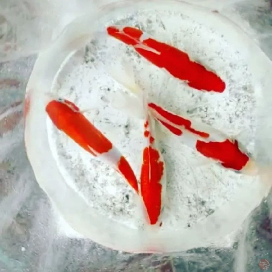 Kohaku Original 22 - 25CM