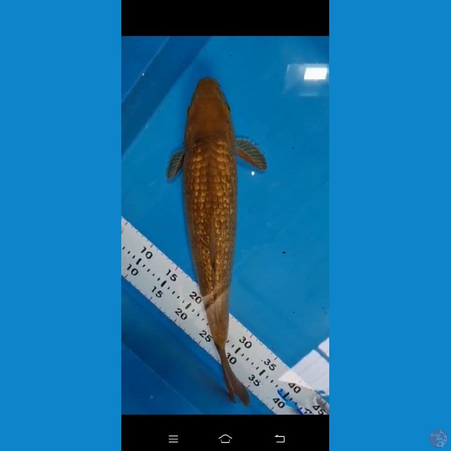 Caramel Ginrin jumbo 45 cm