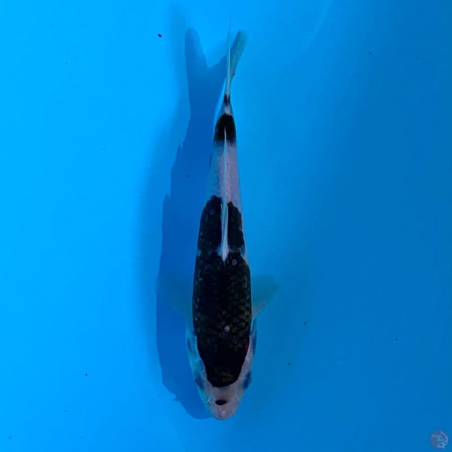 koromo ,16cm
