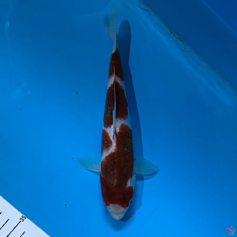 ai koromo ,21cm