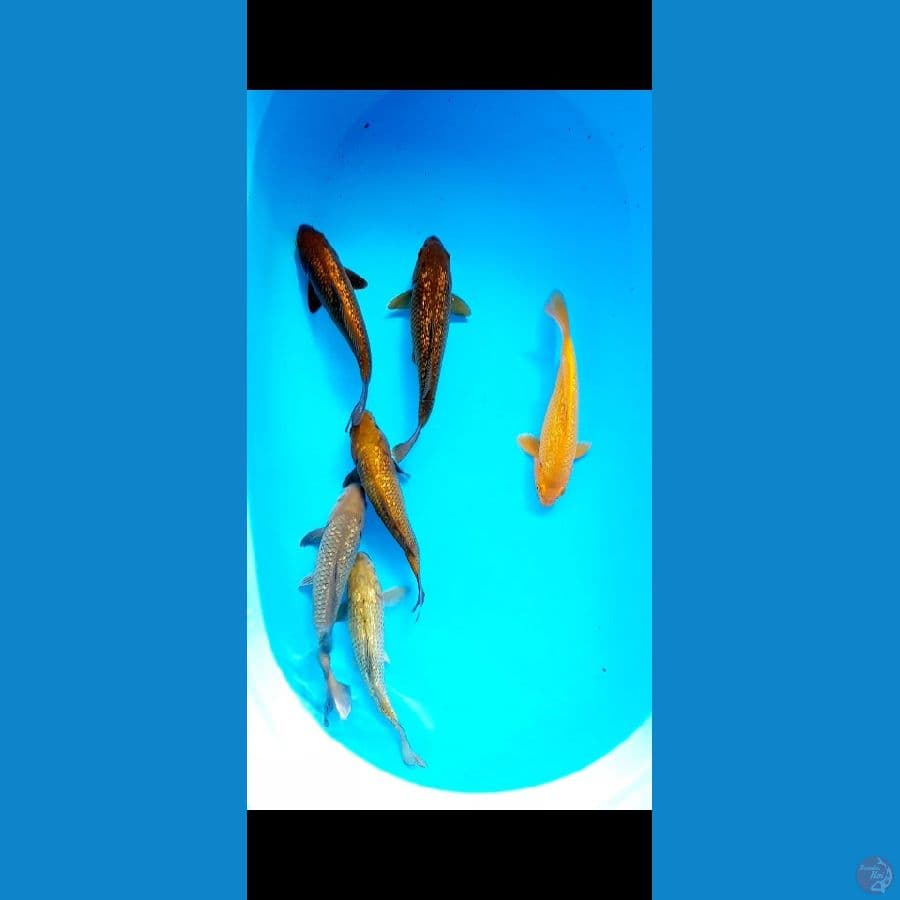 paket polosan ginrin 6 ekor