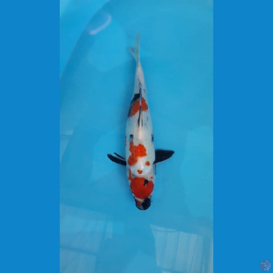 Maruten Showa 33 Cm Female