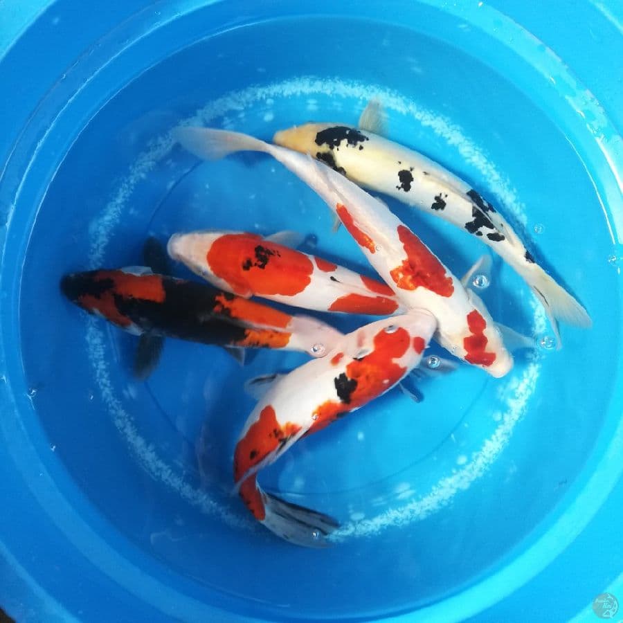 34-35-37cm